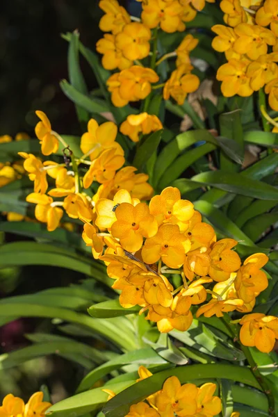 Yellow orchid on nature background — Stock Photo, Image