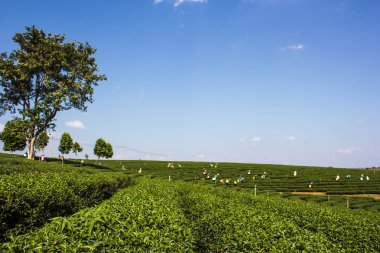 Mavi gökyüzü arka plan alanıyla yeşil çay