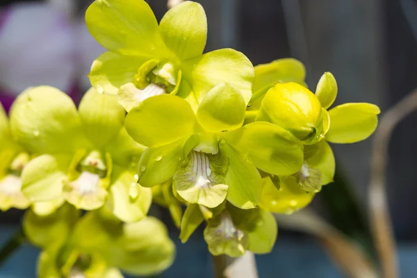 Groene orchidee op natuur achtergrond — Stockfoto