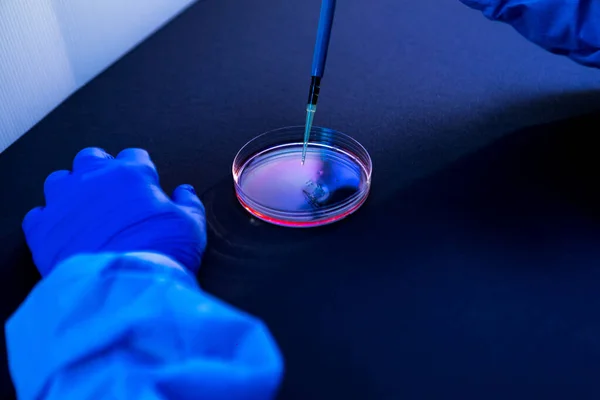 Wetenschapper Pipet Een Druppel Vloeistof Een Petrischaal Een Laboratorium — Stockfoto