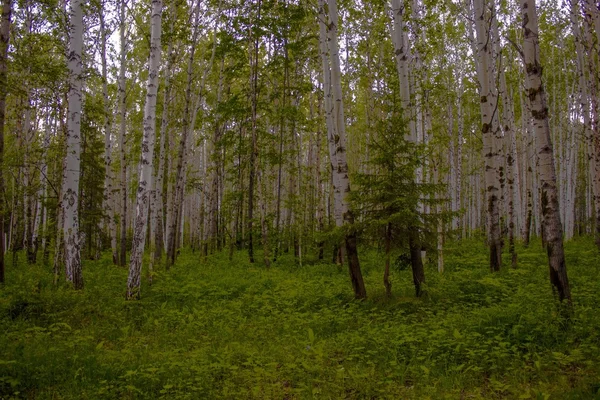 Forest landscape — Stock Photo, Image