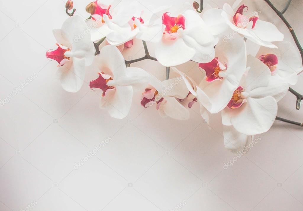 White Orchid On White Background Stock Photo Image By C Irchikg White Orchid On White Background Stock Photo Image By C Irchikg