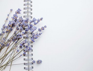 Lavanta ve defter