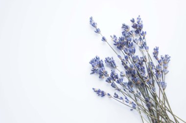 beyaz zemin üzerinde lavanta