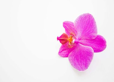 Orkide beyaz zemin üzerine
