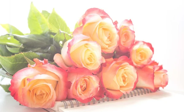 Roses on white background — Stock Photo, Image