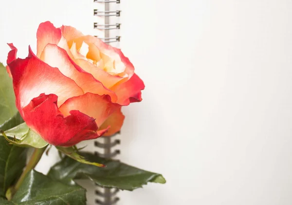 Rose on white background — Stock Photo, Image