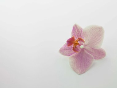 Beyaz arkaplanda çiçekler