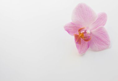 Orkide beyaz zemin üzerine