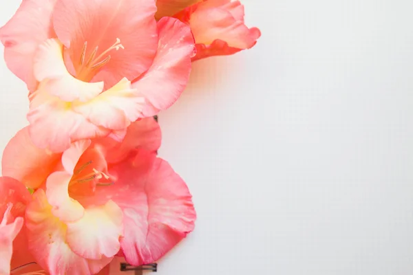 flowers on white background