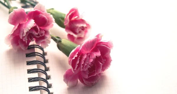 Carnations on white background — Stock Photo, Image