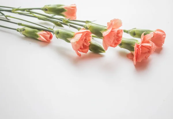 Carnations on white background — Stock Photo, Image