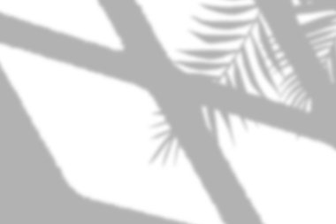 Bitki pencereden gölgeler saçarak huzur verici bir etki yaratır..