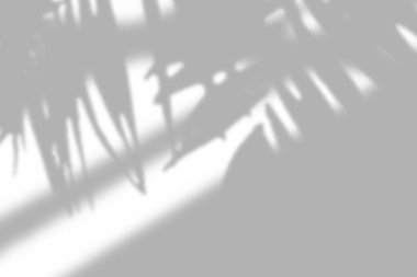 Pencerede yumuşak bitki gölgeleri var, içinde barışçıl kalıplar oluşturuyor..