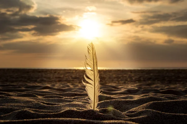 모래 속의 깃털 — 스톡 사진