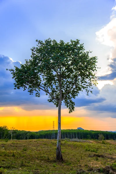 ağaç ve güzel gökyüzü