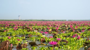 Tayland gökyüzü göl kenarında pembe Lotus