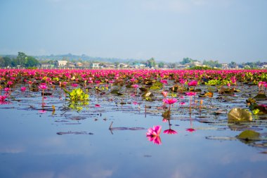 Tayland gölde pembe Lotus