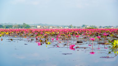 Pembe Lotus Gölü ve gökyüzünün yansıması