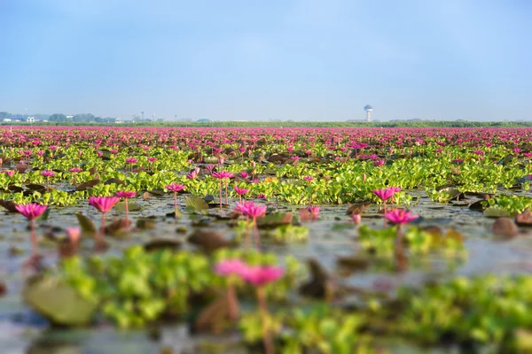 Tilt Shift Blurred Pink Lotus on the sky lake in thailand