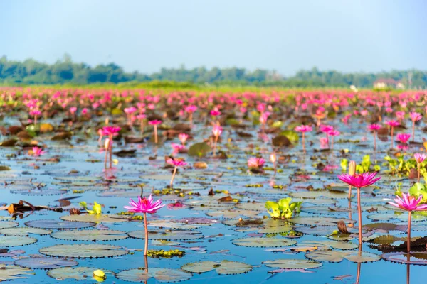 Lótus rosa no lago e reflexão céu — Fotografia de Stock