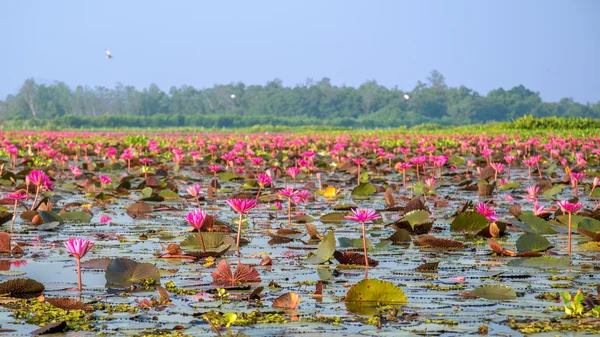 Lótus rosa no lago em thale noi — Fotografia de Stock