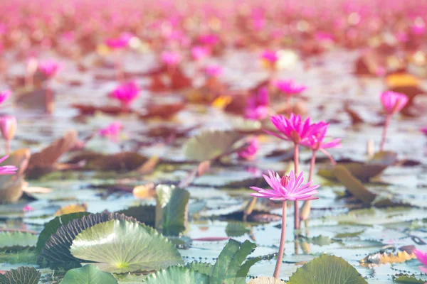 Pink Lotus in lake at thale noi, Phatthalung, Thailand. — Stock Photo, Image