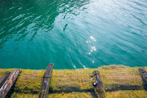 Mousse sur le port en bois sous le lac en Thaïlande — Photo