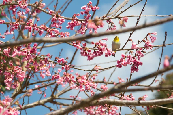 Yellow bird at pink flower on tree — Stock Photo, Image