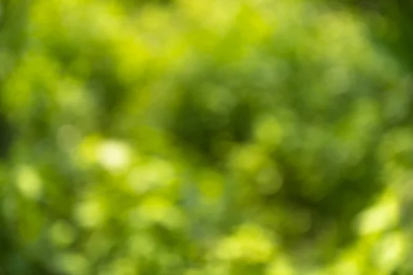 Verschwommener grüner Hintergrund Natur — Stockfoto