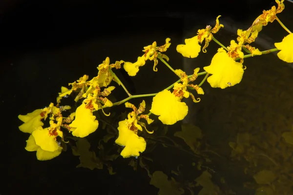 su üzerinde orkide Oncidium