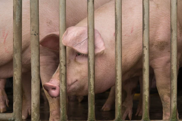 Schwein auf Bauernhof — Stockfoto