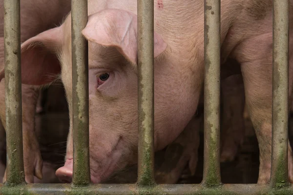 Domuz Çiftliği'nde