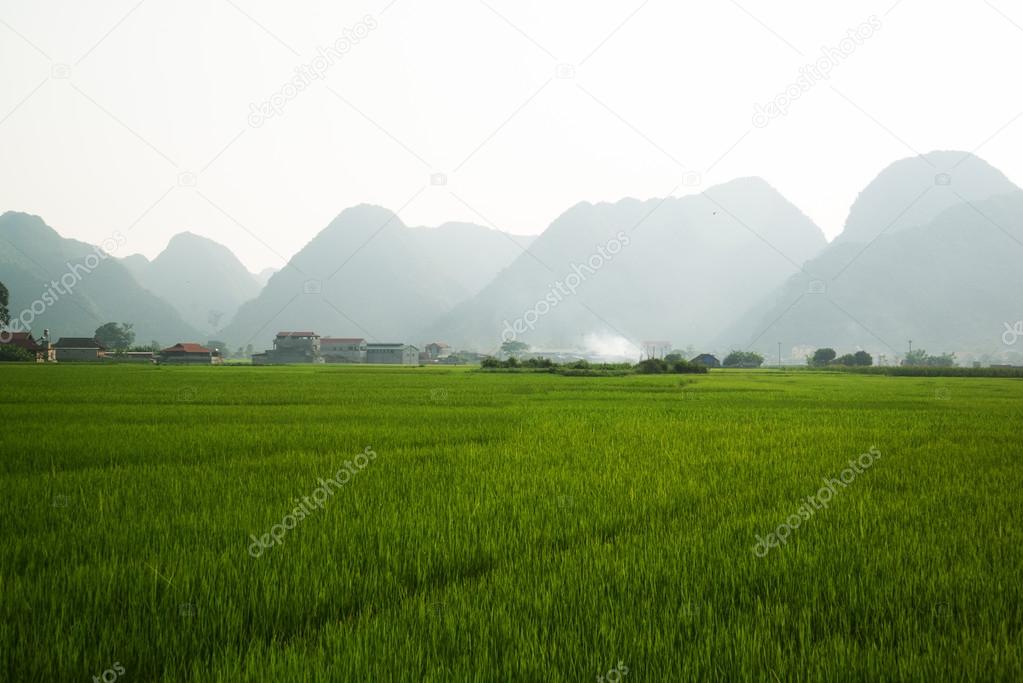 the village in nature (rice and mountain)