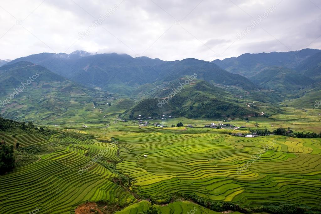 Beautiful rice terrace in northern vietnam