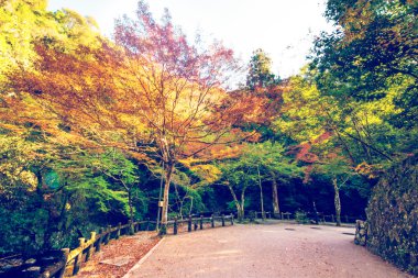 renkli yaprak ve yol sonbaharda Japonya