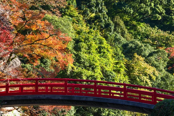Renkli yaprak ve sonbaharda Japonya, kırmızı köprü