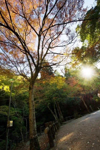 Feuille colorée et route en automne au Japon — Photo