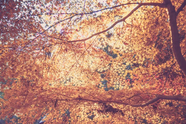 Piękny klon liść wzór — Zdjęcie stockowe