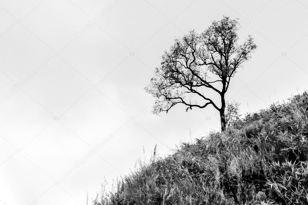 Black and white tree at northern of thailand