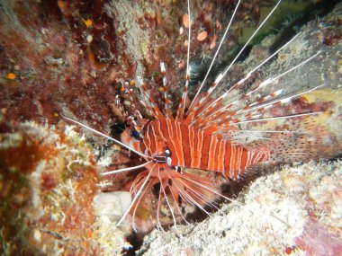 Lionfish scuba diver mercan resif sualtı okyanus deniz Tayland
