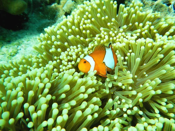 Nemo (Anemonefish) nadan alrededor de coral Andaman Sea Underwater Thailand — Foto de Stock