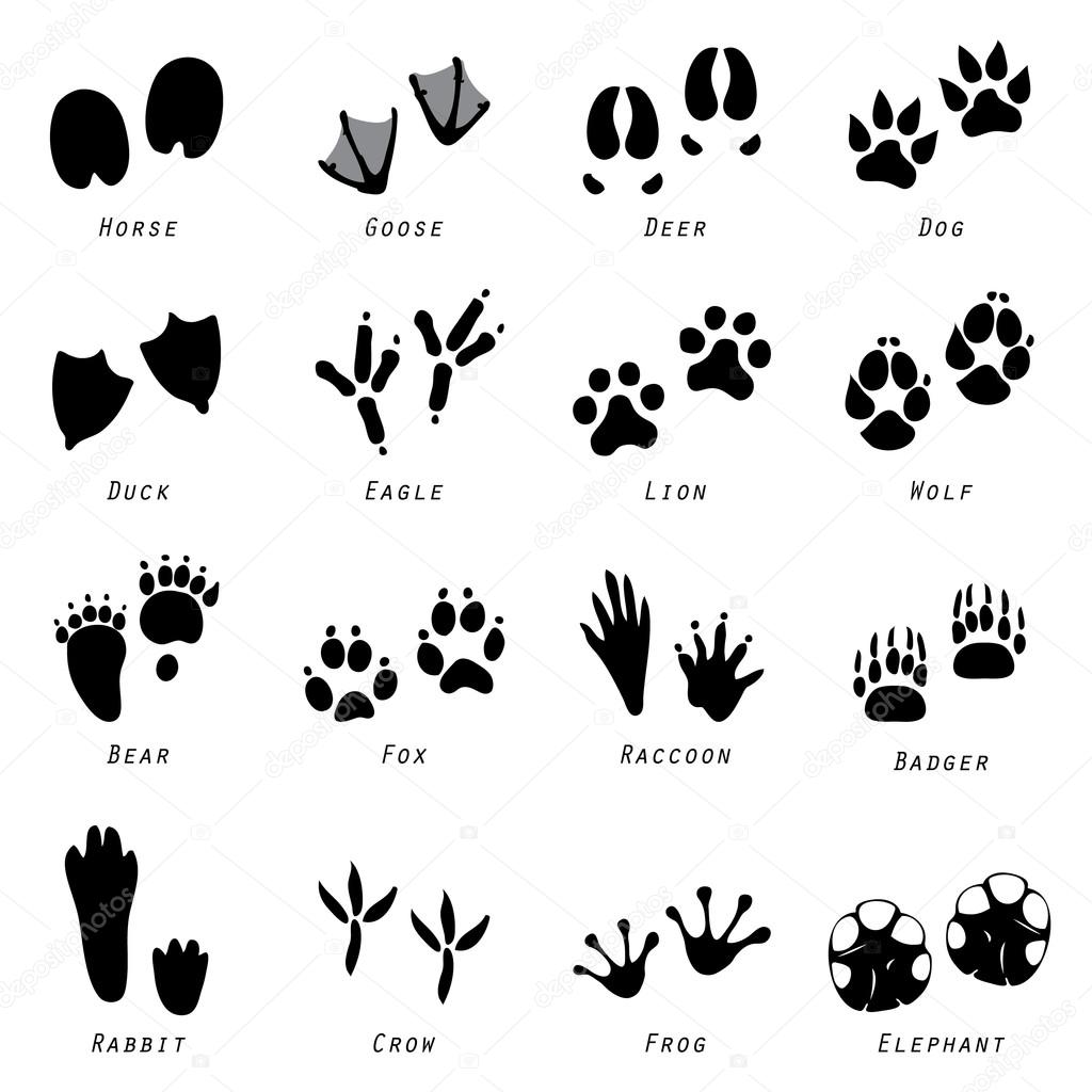 Лапки на английском. Отпечатки следов животных. Следы животных для детей. Следы лесных животных. Следы разных зверей.