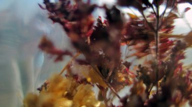 Kuru çiçekler. Vintage sesi bulanık.