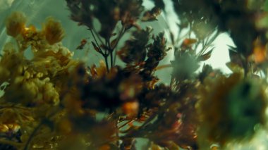 Kuru çiçekler. Vintage sesi bulanık.