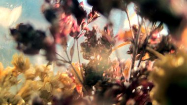 Kuru çiçekler. Vintage sesi bulanık.