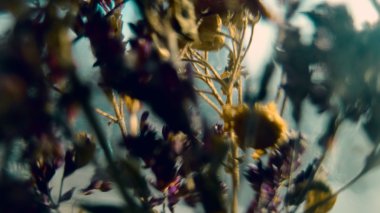 Kuru çiçekler. Vintage sesi bulanık.