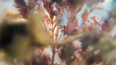 Kuru çiçekler. Vintage sesi bulanık.