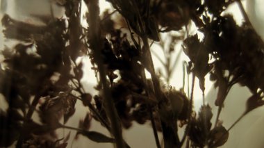 Kuru çiçekler. Vintage sesi bulanık.