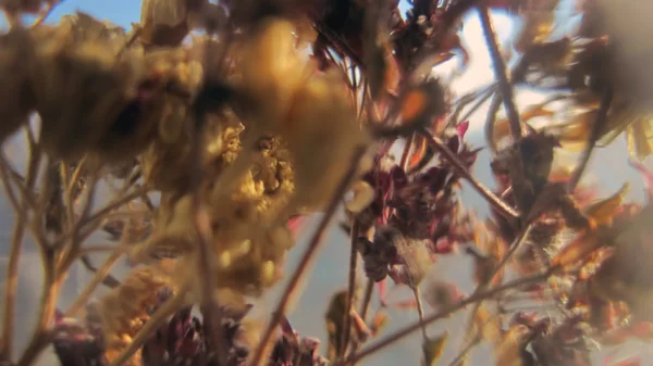 Dried flowers. Blurred vintage tone. — Stock Photo, Image